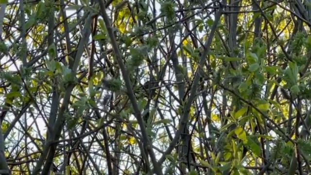 Соловьиное пение в Эстонии,в Кохтла-Ярве (часть 2) смотреть онлайн
