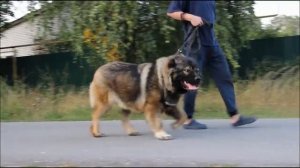 SIBIRSKII VITYAZ' VARVARA   кавказская овчарка