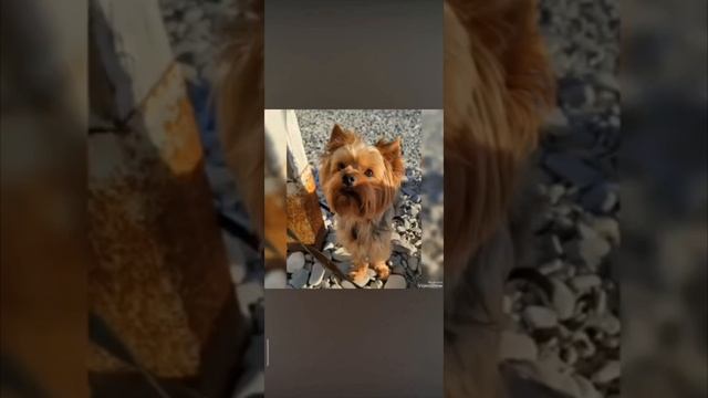 Лаки ❤️ смотреть онлайн