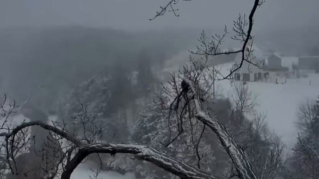 Белоголовый орлан 2018 04 18. 19 49 смотреть онлайн
