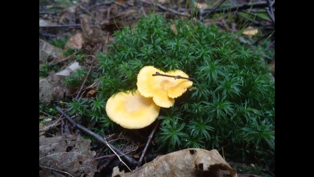 Mushrooms In The Russian Forest.