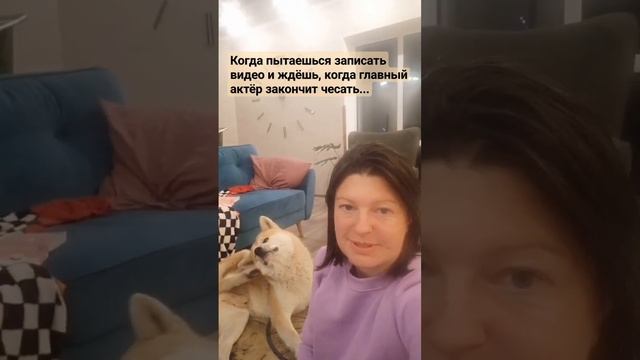 актёр чешет #приколы #юмор #акита #рек #akita #блогер #собака #funny #трек #смешно #угар #дома #как смотреть онлайн