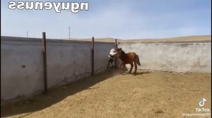 Как Казахи обучают лошадей