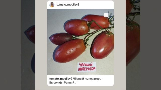 Обзор томатов Тигрелла , Чёрный император , Микадо белый и Лайм Грин салат . смотреть онлайн