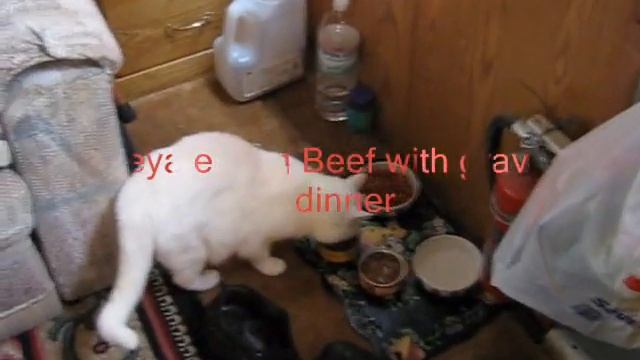 Варить Кота смотреть онлайн