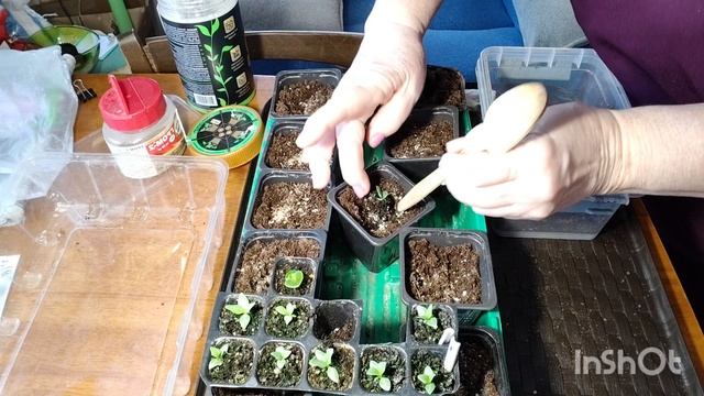 Пересадка эустомы в горшки смотреть онлайн