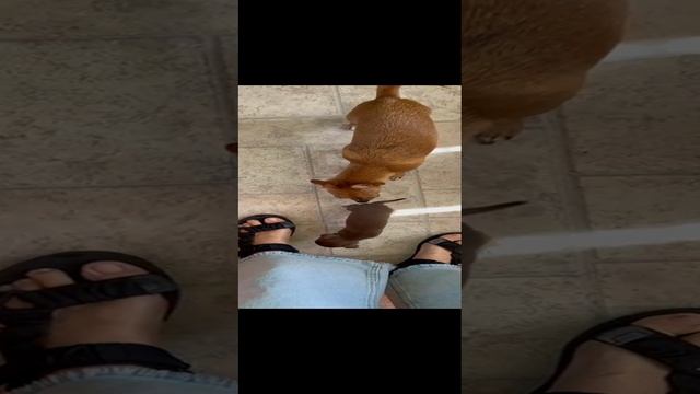 Знакомство взрослой чихуахуа Маси с малышкой Люсей смотреть онлайн