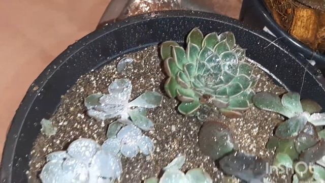 Suculentas por R$4,59 dionysus grande muito barata, cortei todos os galhos da minha rosa do deserto смотреть онлайн