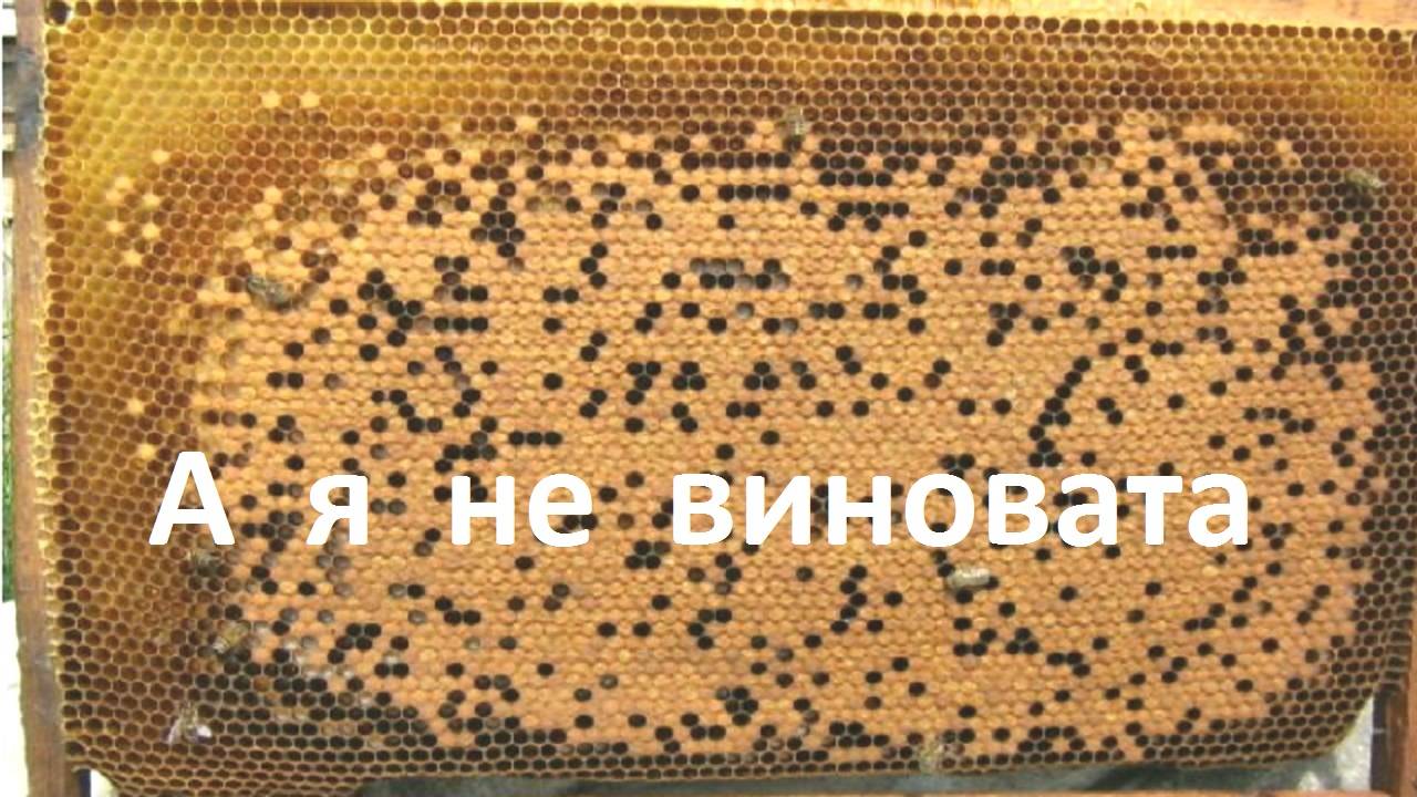 Пестрый расплод, всегда ли виновата матка смотреть онлайн