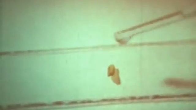 Растительная Клетка смотреть онлайн