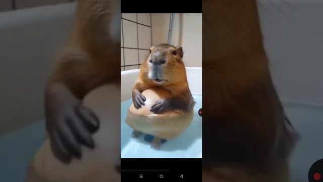 #капибара#милашно