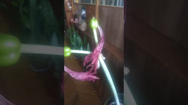 #опыление #гиппеаструм #завязь.Получу ли я #семена через #искусственное опыление?! да? нет? смотреть онлайн