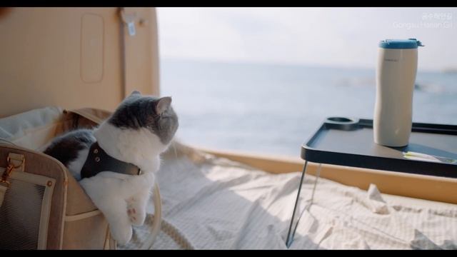 Busan Daily vlog Full of Healing Moments смотреть онлайн