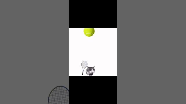 Теннис с котом