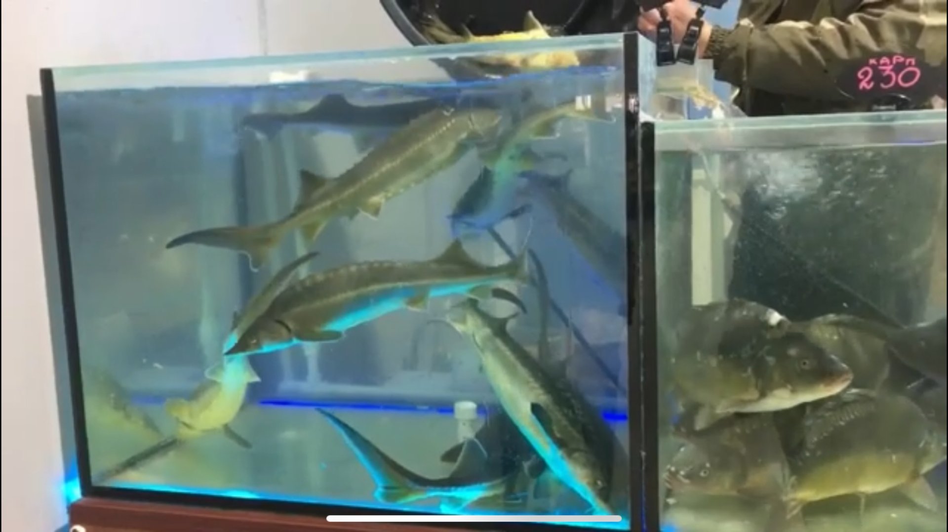 УЗВ/ Способ перевозки живой товарной рыбы на рынок/ Покупка малька русского осетра. смотреть онлайн