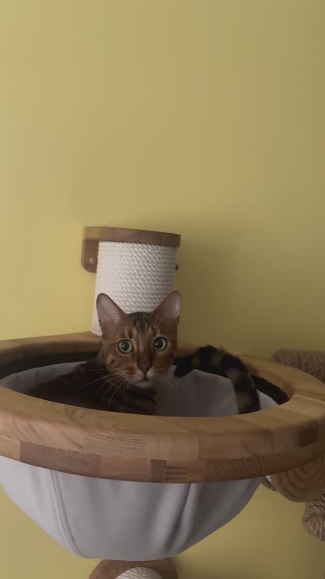 Инструкция-котэ