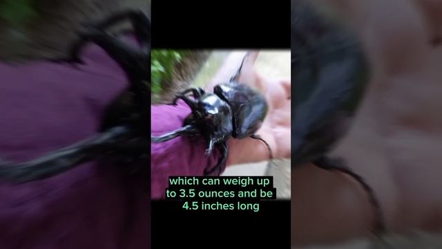 The biggest insect in the world is the Goliath Beetle #animalfacts смотреть онлайн