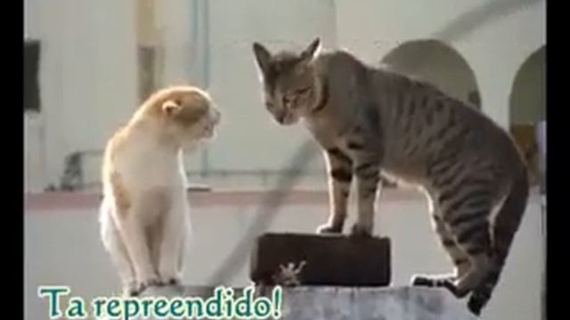 Gata indemonhado смотреть онлайн