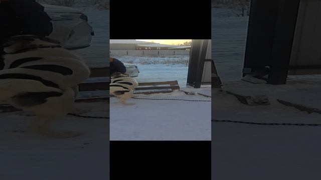 Джек встречает родителей