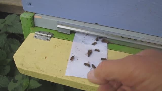 Обработка пчел бипином осенью смотреть онлайн