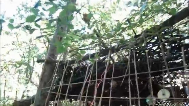 Готовим в лесу ( крутые перцы ) смотреть онлайн