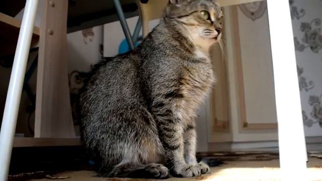 Кошка смотреть онлайн