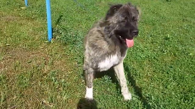 Caucasian Shepherd Dog смотреть онлайн