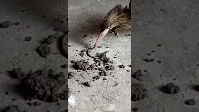 Rescued Injured Heron Cathing and Eating an Earthworm. смотреть онлайн