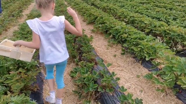 VLOG Едем собирать клубнику🍓КЛУБНИЧНАЯ корова🐄
