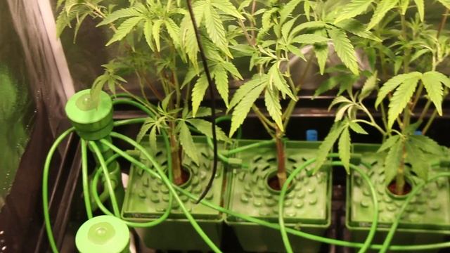 Garage Tent 315 CMH Grow: Setting Up Flora Flex Watering System смотреть онлайн