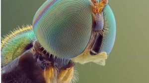 0-3  Философия Хаос Универсума Способ познания через дискретизацию  Стрекоза фасеточное зрение