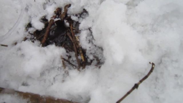 Сбор кленового сока ( часть-1) 11.02.2024г. смотреть онлайн