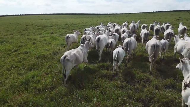SE EU TIVESSE QUE COMEÇAR DO ZERO HOJE, FARIA ASSIM… смотреть онлайн