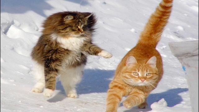 ЗИМНИЕ КОШЕЧКИ... смотреть онлайн