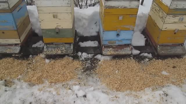 Облет пчел после зимовки смотреть онлайн