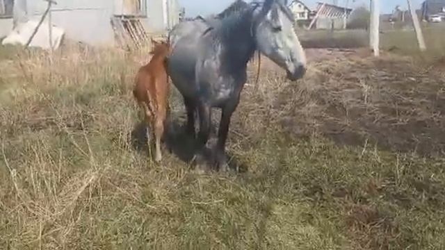 продам кобылу в омске ребровка смотреть онлайн