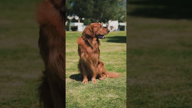 Cute puppy Golden Retriever смотреть онлайн