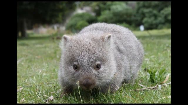 funny rodents-wombat/вомбат смотреть онлайн