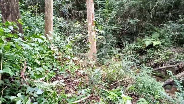 Lantana removal - 20210227 смотреть онлайн