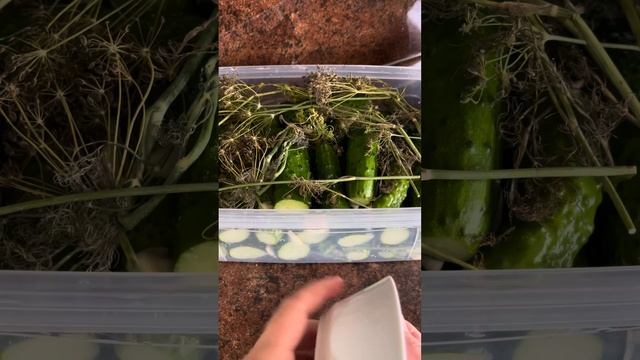 МАЛОСОЛЬНЫЕ ОГУРЦЫ смотреть онлайн