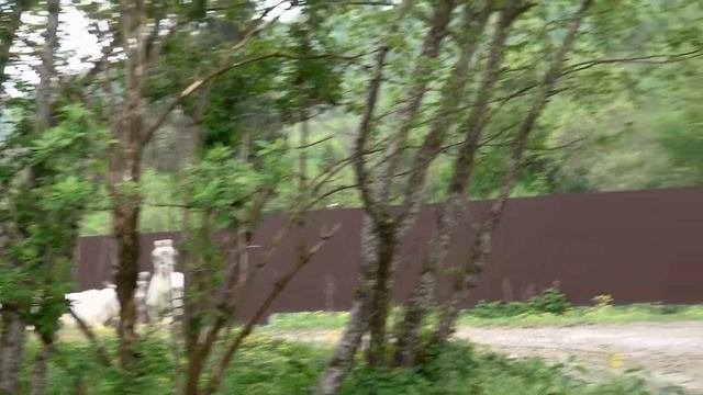 Забавные Козлята смотреть онлайн