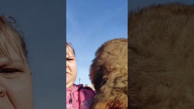 девочка тибетского мастифа 100%крови Монголии и Китая смотреть онлайн