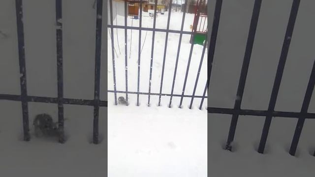 Ужас!!! Крысы нападают прям на улице!!! смотреть онлайн