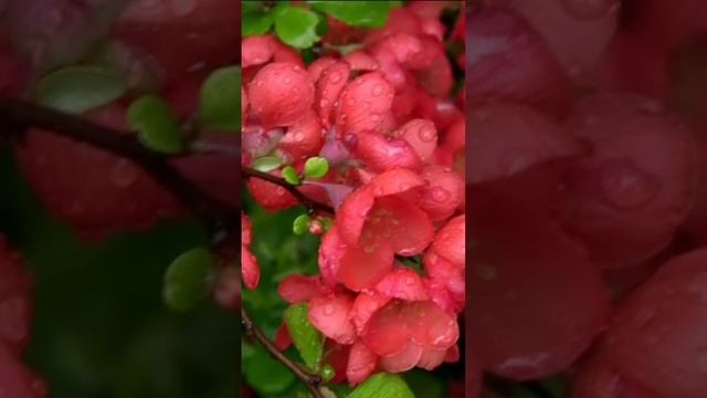 Японская айва. Дмитрий Шлапак смотреть онлайн