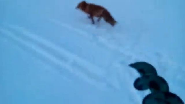 Камчатская лиса смотреть онлайн