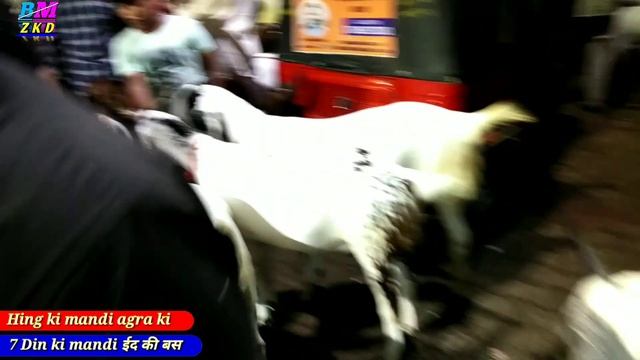 HING KI MANDI AGRA 2023 EID ZKD BAKRA Mandi new update video смотреть онлайн