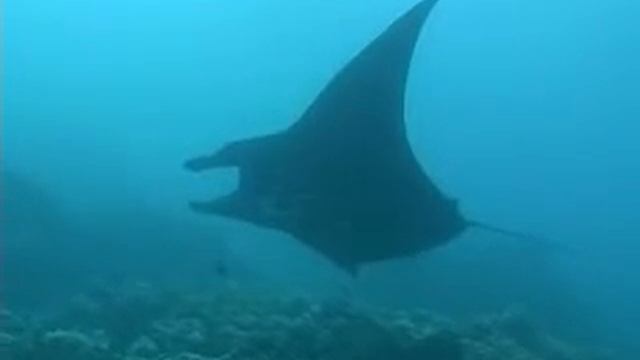 Black Manta Ray смотреть онлайн