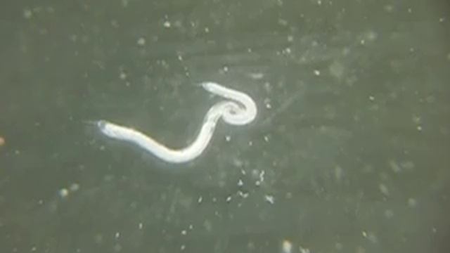 Nematodes смотреть онлайн