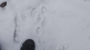 Охота на зайца, случай с охоты . сезон 2024-2025