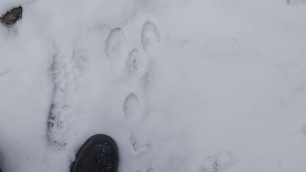 Охота на зайца, случай с охоты . сезон 2024-2025